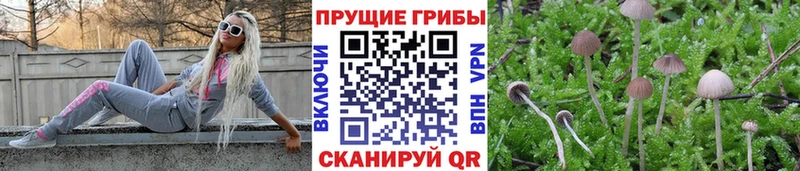 Галлюциногенные грибы мицелий  хочу   Оренбург 